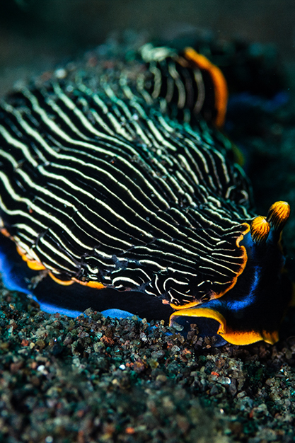 bali-armina-nudibranch