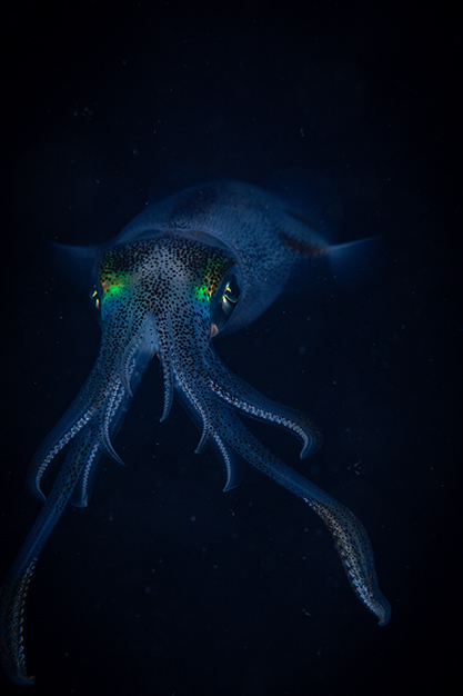 bali-bigfin-squid-eyes