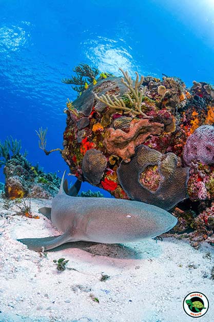 cozumel-nurse-shark-scuba-diving-min-min-scaled