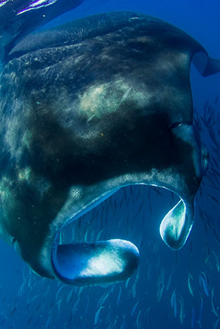 manta ray feeding ocean